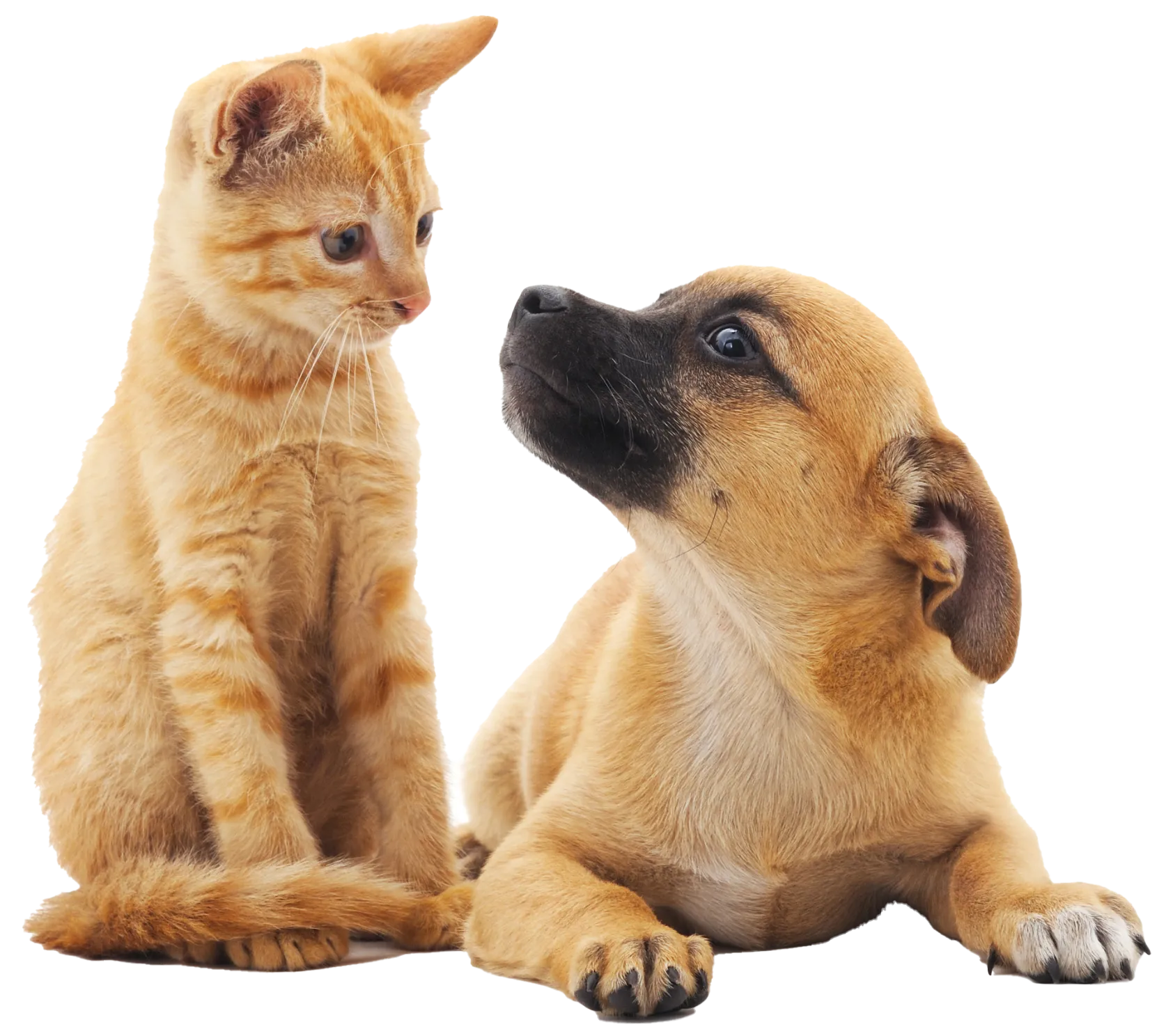 Pet Healing Service India